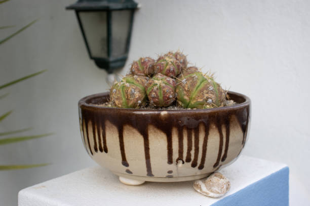 istock a small  bowl with a small plant 1473689886