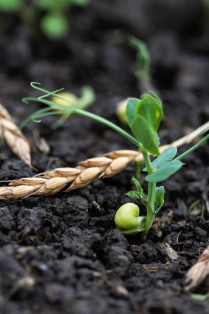 Green peas growing in field where wheat plants were harvested, cover crops to improve soil structure stock photo