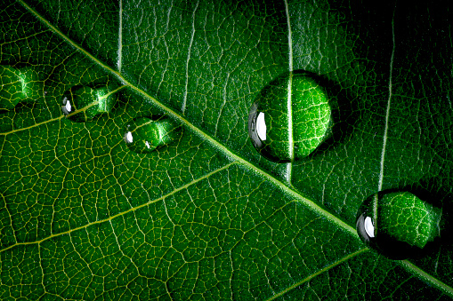 Top view of Water droplet on green leaf after raining for morning fresh in nature concept.