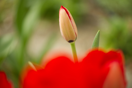 blooming red tulip on a blurry green background in the garden. Summer season. Web banner.