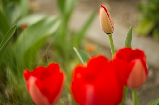 Red tulip bud.
