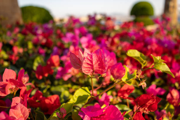 bright pink Bougainvillea flowers with green leaves in the background
