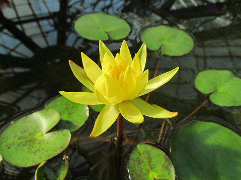 Close-up view of floral aquatic plant in bloom with large green leaves and bright flowers.