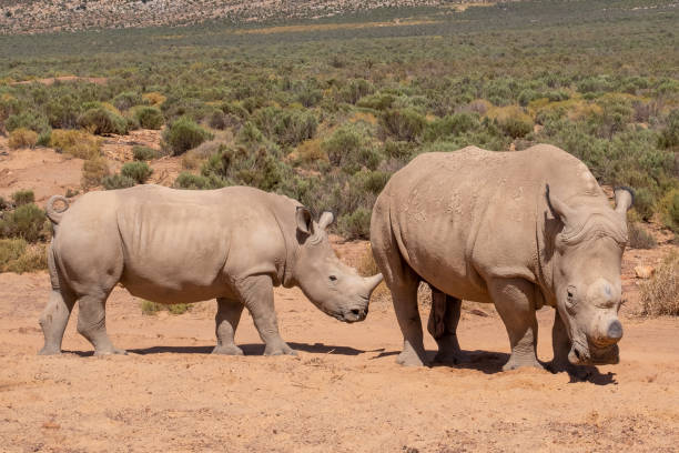istock Two Rhinos resting in the sun 1473692324