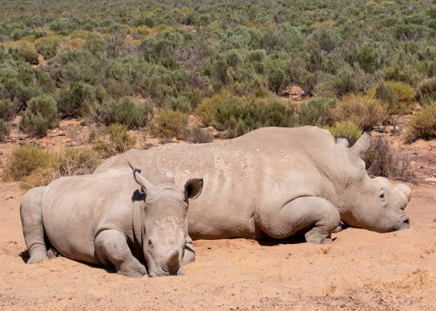 istock Two Rhinos resting in the sun 1473692388