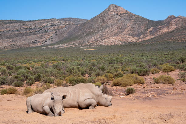 istock Two Rhinos resting in the sun 1473692420