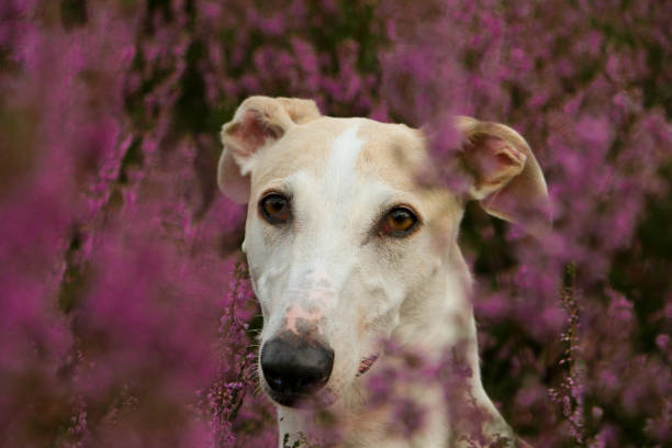 beautiful greyhound head portrait in the heath