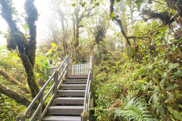 istock Mossy forest view during day time in Cameron Highland, Pahang 1473693714