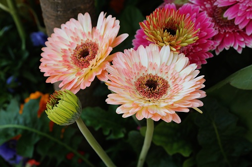 Beautiful autumn flowers - Dahlia aster family.