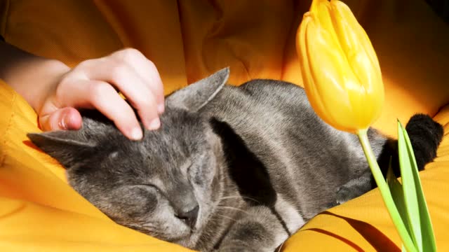 scratch the head between the ears of a gray Burmese cat on a yellow ottoman with a yellow tulip. Festive disorder