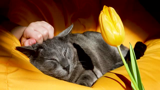 scratching the muzzle of a Burmese cat on a yellow frameless chair with a yellow tulip.