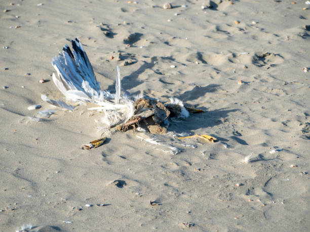 istock remains of a dead seagull on the beach 1473695782