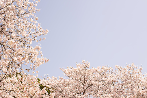 Sky and cherry tree background.