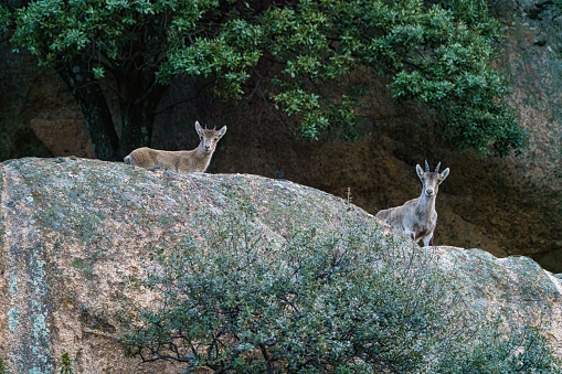 Pair of deer in profile near granite rock on mountain with small antlers