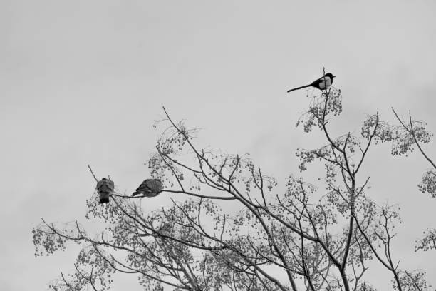 istock Bird on a branch looking at the sky 1473696455
