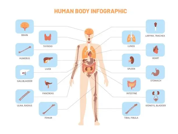 Vector illustration of Human body infographic. Anatomy medical scheme with internal organs, kidney stomach lungs. Vector educational biology model illustration