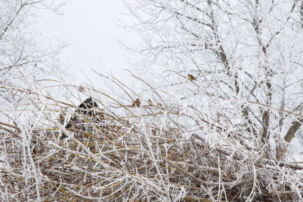 birds on a snowy tree, nature in winter