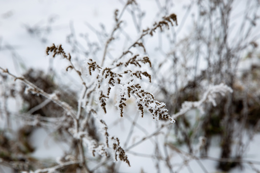 plants in frost, 
frost on the branches, 
frozen and snow-dusted wildflowers in the field