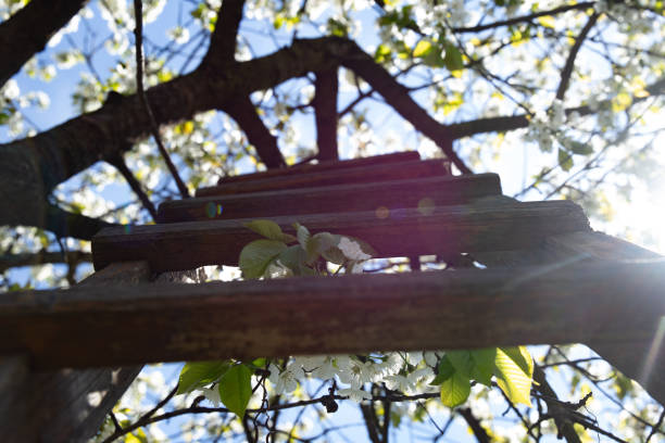 wooden ladder leaning against a blooming cherry tree in spring