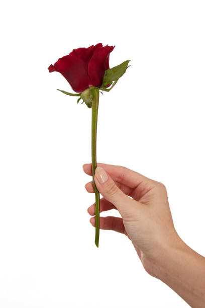 istock Female Hand Holds Roses On White 1473697638