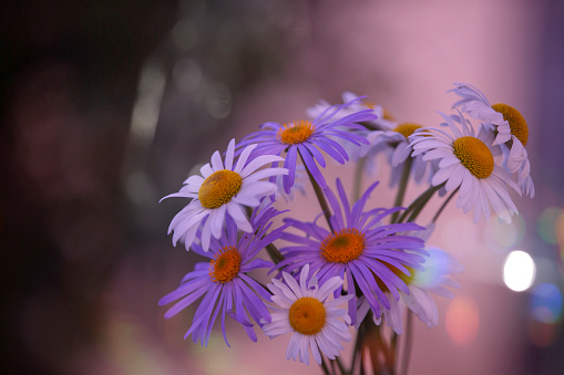 Purple flowers in iridescent bokeh spots. Natural ecological background.