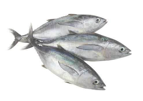 Three fresh raw bluefin tuna fishes isolated on white background