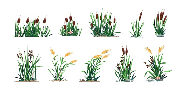 Reed and cattails. Swamp bulrush grass and lake botany, cartoon river marsh and pond flora, computer game asset. Vector isolated set. Natural environment vegetation elements, floral bloom