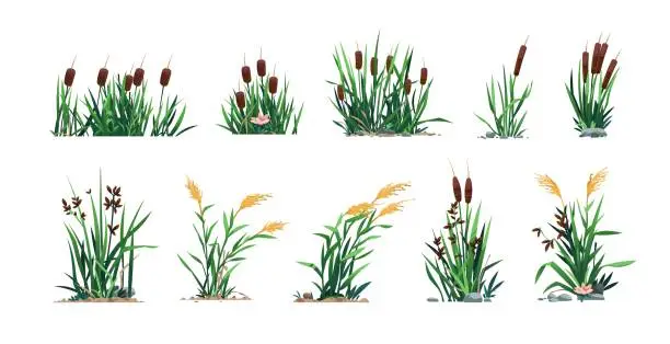 Vector illustration of Reed and cattails. Swamp bulrush grass and lake botany, cartoon river marsh and pond flora, computer game asset. Vector isolated set