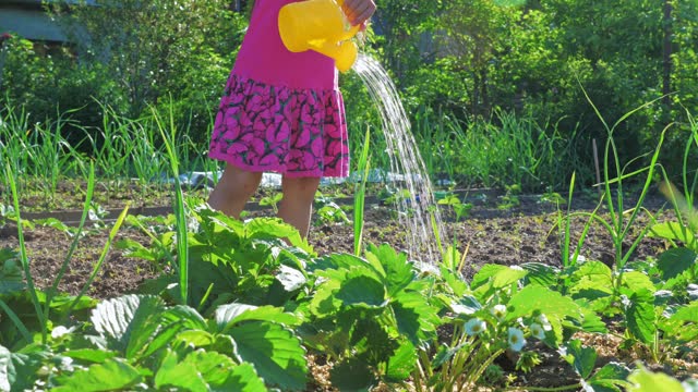 Little cute girl watering a plant in the garden