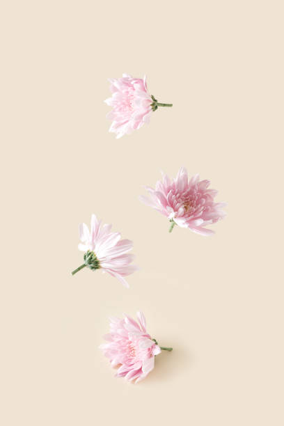 istock Pink flowers on a cream background. 1473700297