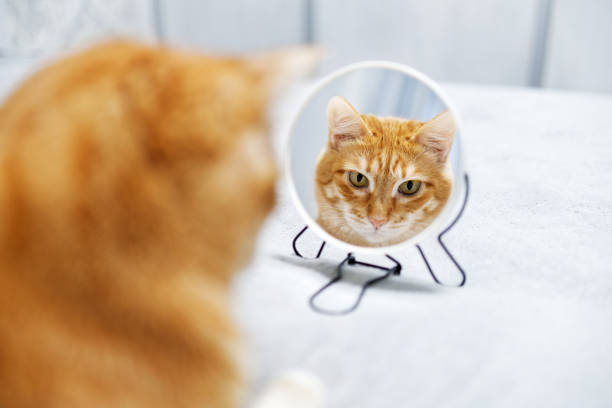 istock Red cat looks at himself in the mirror. Shallow focus. Copyspace. 1473701043