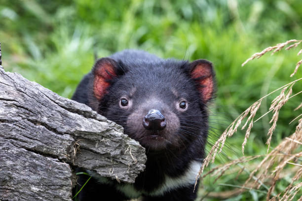 Tasmanian Devil, Sarcophilus harrisii, the largest carnivorous marsupial and an endangered species found only in Tasmania and New South Wales, Australia. Tasmanian Devil, Sarcophilus harrisii, the largest carnivorous marsupial and an endangered species found only in Tasmania and New South Wales, Australia. tasmanian stock pictures, royalty-free photos & images