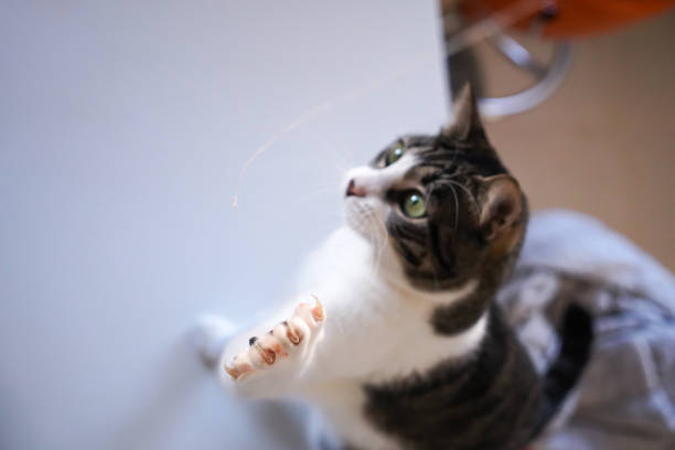 istock White and black cat playing with a string in slow motion indoors at home 1473701427