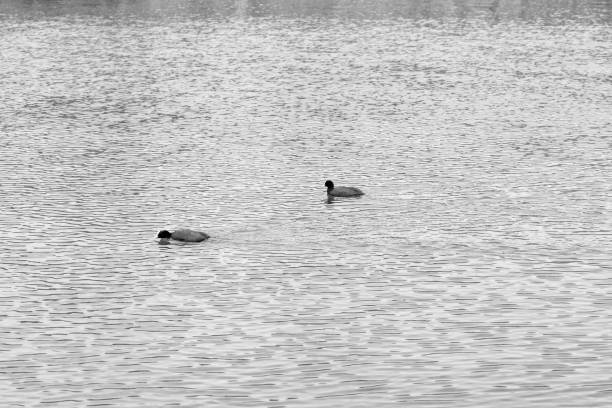 istock Two Eurasian coots (Fulica atra) or common coots or australian coots moving on water 1473703646