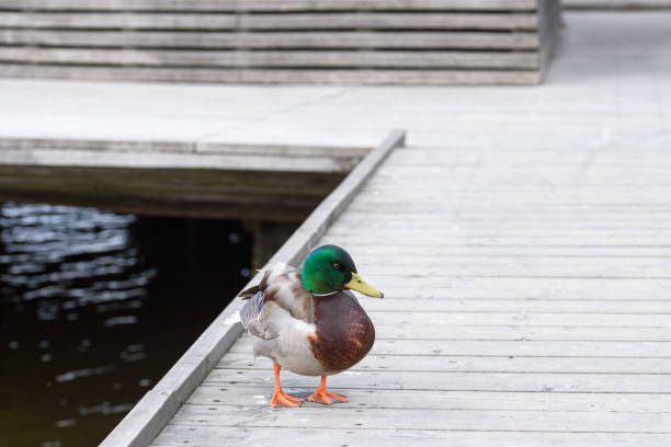 istock Close up view of a beautiful mallard duck. 1473703668