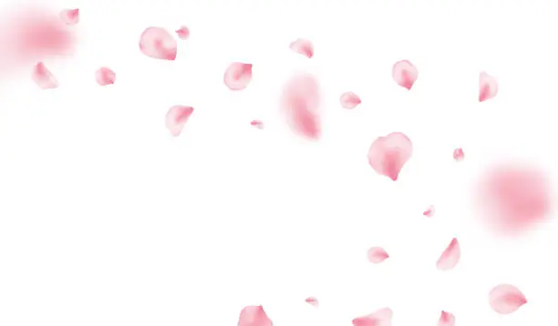 Vector illustration of Sakura petal spring blossom on white banner. Pink rose composition. Flower flying background. Beauty Spa product frame. Valentine romantic card. Light delicate pastel design. Vector illustration