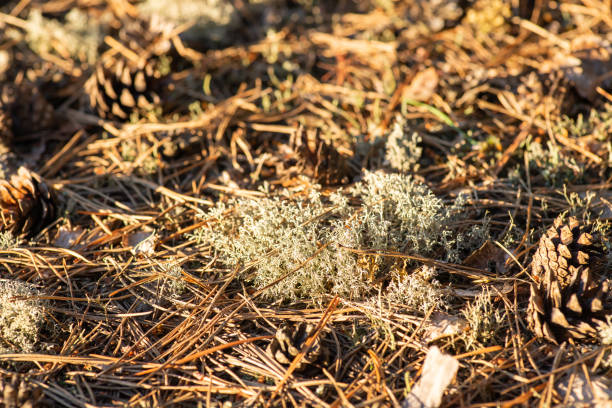 istock Reindeer moss on the ground, some pine cones around 1473705072