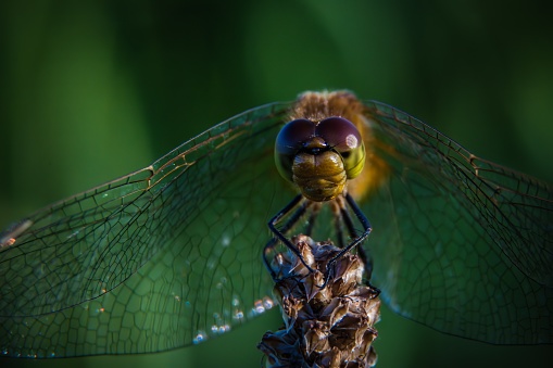 A dragonfly is an insect belonging to the order Odonata, infraorder Anisoptera. Adult dragonflies are characterized by large, multifaceted eyes, two pairs of strong, transparent wings, sometimes with coloured patches, and an elongated body.