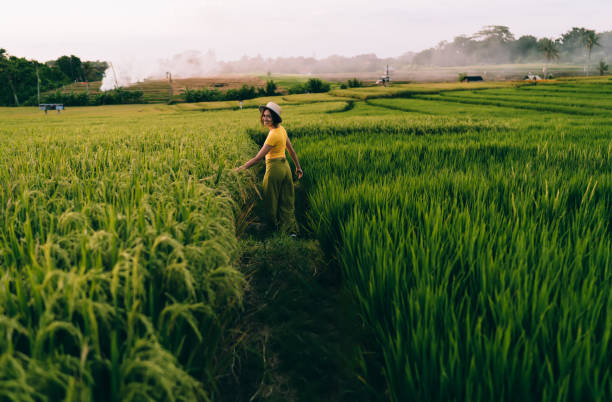 istock Happy lady walking in rice fields during exotic summer vacation 1473706101