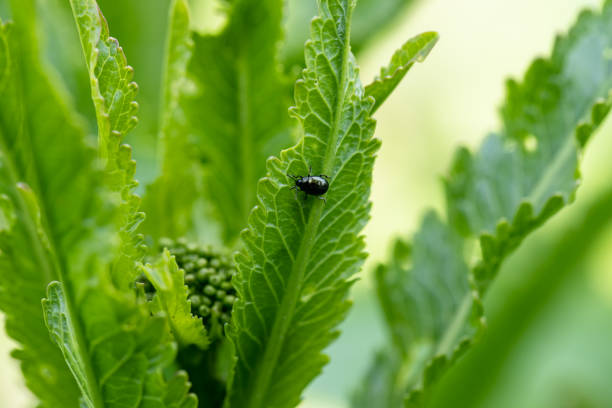 istock close-up flea beetle black insect with dung on leaf 1473706323