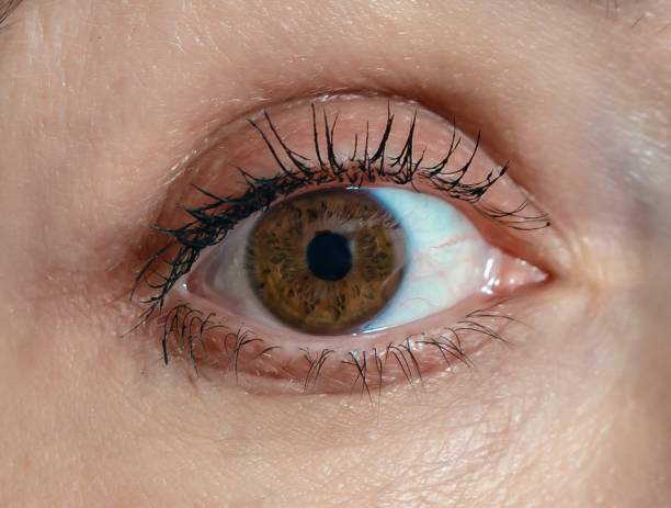 istock The woman's eye is brown with large black eyelashes. Eye makeup. Close-up. 1473706375