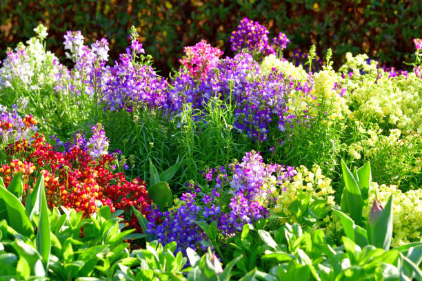 istock Linaria / Toadfax / Baby Snapdragon Flower 1473707002