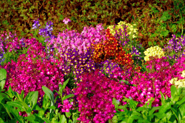 istock Linaria / Toadfax / Baby Snapdragon Flower 1473707016