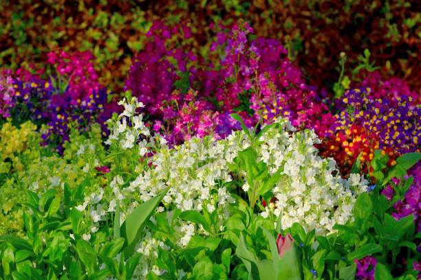 istock Linaria / Toadfax / Baby Snapdragon Flower 1473707348