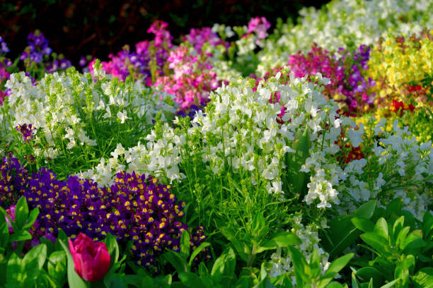 istock Linaria / Toadfax / Baby Snapdragon Flower 1473707526