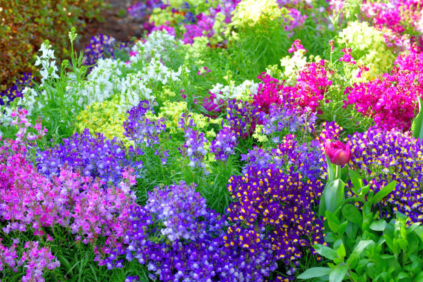 istock Linaria / Toadfax / Baby Snapdragon Flower 1473707675