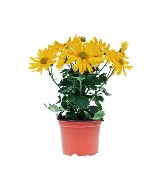 istock Gerber flowers in  vase 1473707963