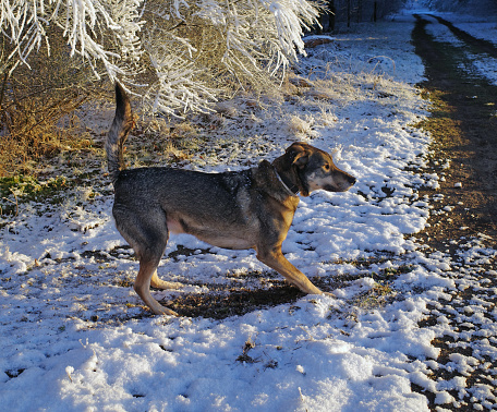 Cheerful mixed breed dog in the snow. Location: a wood in Itterbeck, Germany
