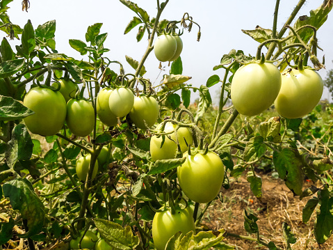 Tomato plant with lots of tomatoes in farm field closeup