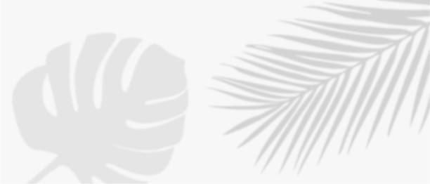istock White background with tropical monstera blad and palm  leaves shadows 1473709471